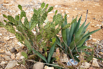 Prickly pear cactus (Opuntia species) growing with an Agave plant with a natural background