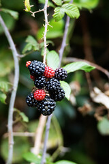 ripe fruit on common blackberry bramble (Rubus fruticosus) isolated on a natural green background - obrazy, fototapety, plakaty