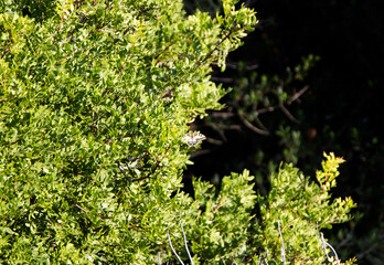 Swallowtail butterfly (Papilio machaon) resting on a tree in the distance