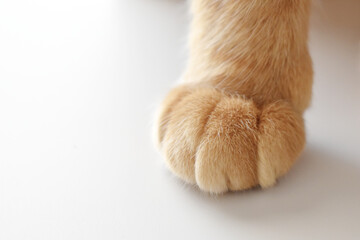 Ginger cat paw closeup. Cat sitting on the table.	
