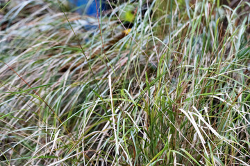 wild grass growing next to a stream with texture and leaves