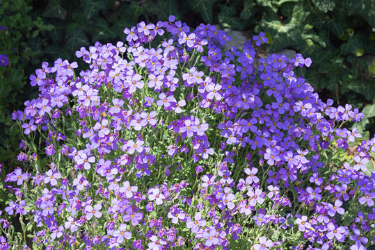 purple rockcress ground cover, aubretia deltoidea