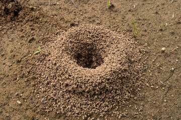 Ants anthill close up detail vision pile soil heap small