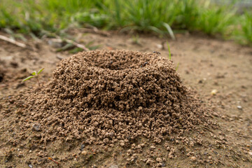 Ants anthill close up detail vision pile soil heap small
