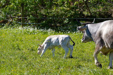 Fototapeta premium White calf with mother grazing on meadow of Swiss farm at City of Zürich on a sunny spring day. Photo taken April 27th, 2024, Zurich, Switzerland.