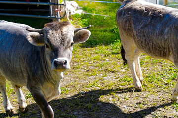 Gray cow of breed Rätisches Grauvieh on the way to meadow of Swiss farm at City of Zürich on a...