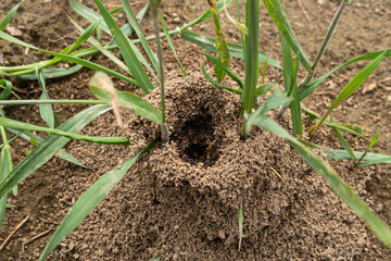 Ants anthill close up detail vision pile soil heap small