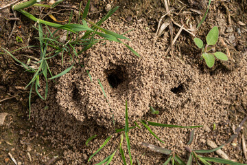 Ants anthill close up detail vision pile soil heap small