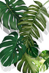 plant isolated on white background