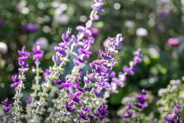 Obraz premium Unusual purple tall flowers petals along stem on blurred greenery background with sun glare.