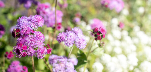Purple flowers bloom as ground cover in garden flower bed. Selective focus.