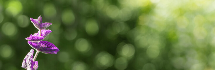 Close up of purple flower on green background with sun glare and copy space. Nature banner.