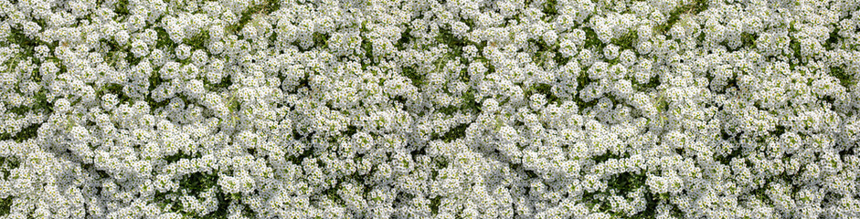 White small Alyssum flowers cover ground as solid carpet. Floral banner.