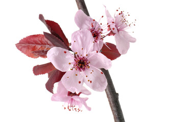 Obraz premium Spring tree branch with beautiful blossoms isolated on white