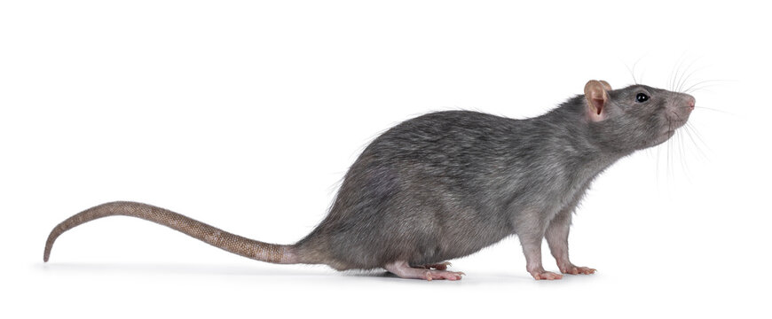 Beautiful adult rat, standing side ways. Head up looking side ways. Isolated on a white background.