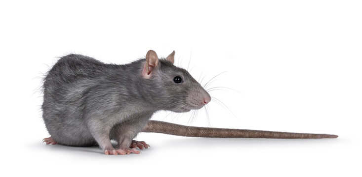 Beautiful adult rat, turned side ways. Head up looking away from camera. Isolated on a white background.