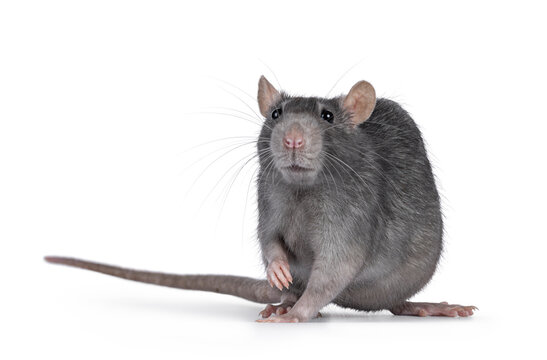 Beautiful adult rat, standing facing front. Head up looking towards camera. Isolated on a white background.