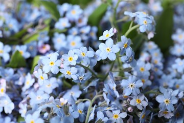 Beautiful forget-me-not flowers growing outdoors, closeup. Spring season