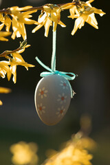 Backyard decoration for easter. Eggs hung on forsythia branch