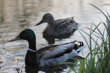 duck in the pond