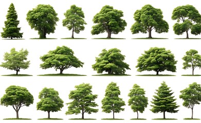 set of  tree isolated on white background

