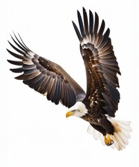 Fototapeta premium Dynamic view of a bald eagle in flight with wings spread wide against a clear background.