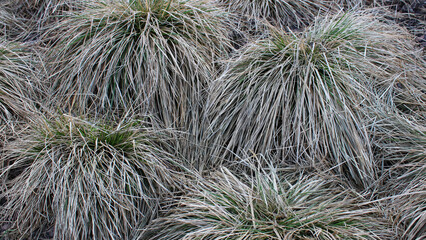 Sphere Shaped Bunches Of Dry Grass Closeup Stock Photo 