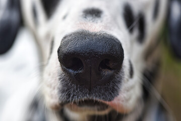 close up nose of a dalmatian dog