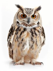 Front view of a Great Horned Owl perched, staring with intense orange eyes.