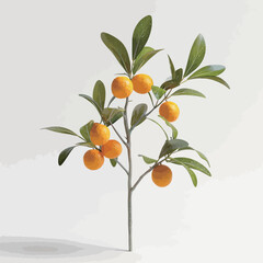 Branch with ripe kumquat fruits on a white background