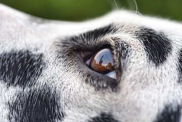 close up of a dalmatian dog
