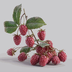 Ripe raspberries with green leaves on a gray background.