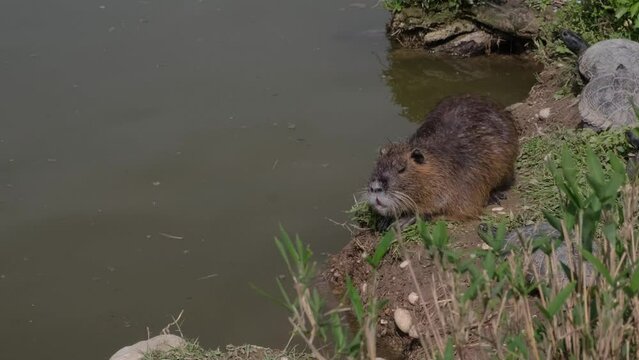 Nutria riposa al sole di primavera tra le tartarughe in riva allo stagno