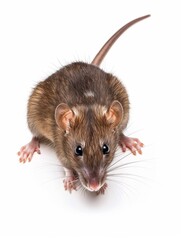 Side profile of a sleek brown rat standing on hind legs with a clean white background.