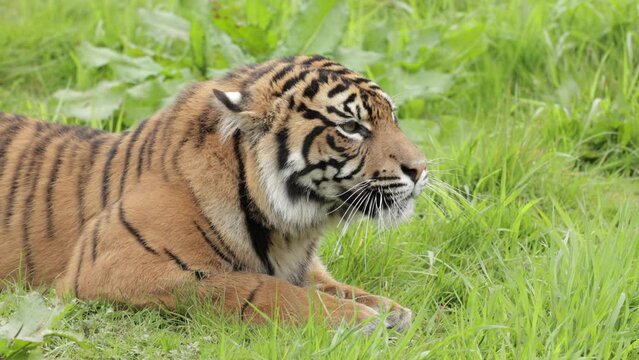 Young Sumatran  tiger lying in green grass close up, copy space