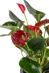 Anthurium houseplant in gray pot isolated on white background Anthurium is a heart-shaped flower...