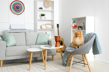 Cute Pomeranian dog in armchair with drum and Mexican flag at home