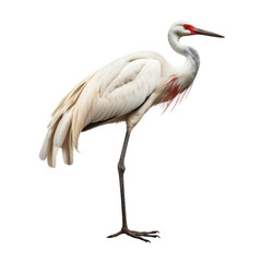 Fototapeta premium crane bird looking isolated on white