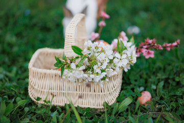 A basket filled with white flowers and a rabbit. The basket is placed on a grassy field