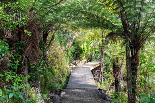 Native forest and punga trees on the Karamatura Falls Track, Waitakere, Auckland, New Zealand.