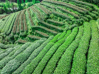 Aerial shot of tea mountain plantation in spring