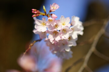 淡墨桜