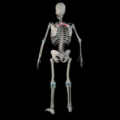 3d Illustration of Rhomboid Minor Muscles on Male Human Body