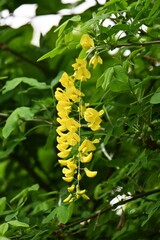 Common laburnum ( Laburnum anagyroides ) flowers. Fabaceae phanerog poisonous plant. Sweet-scented yellow butterfly-shaped flowers bloom in racemes in May.
