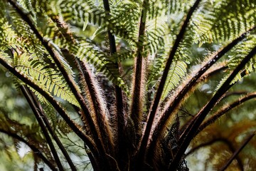 Native Punga fern tree on the Karamatura Falls Track, Waitakere, Auckland, New Zealand.