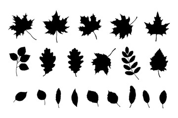 Maple, birch tree and oak leaves silhouette set. Hand drawn fall illustrations isolated on white