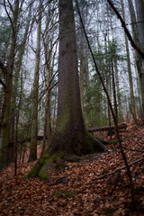Hiking trail in the forest