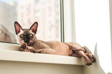 A hairless cat of the Canadian Sphynx breed lies on the windowsill in the sun