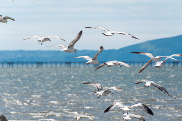 seagulls on the beach