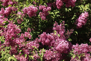 Obraz premium Lilac blossom on a sunny day in the park. Lilac bush in full bloom. Beautiful bright lilac flowers, spring natural background. Pink flowers, large inflorescences